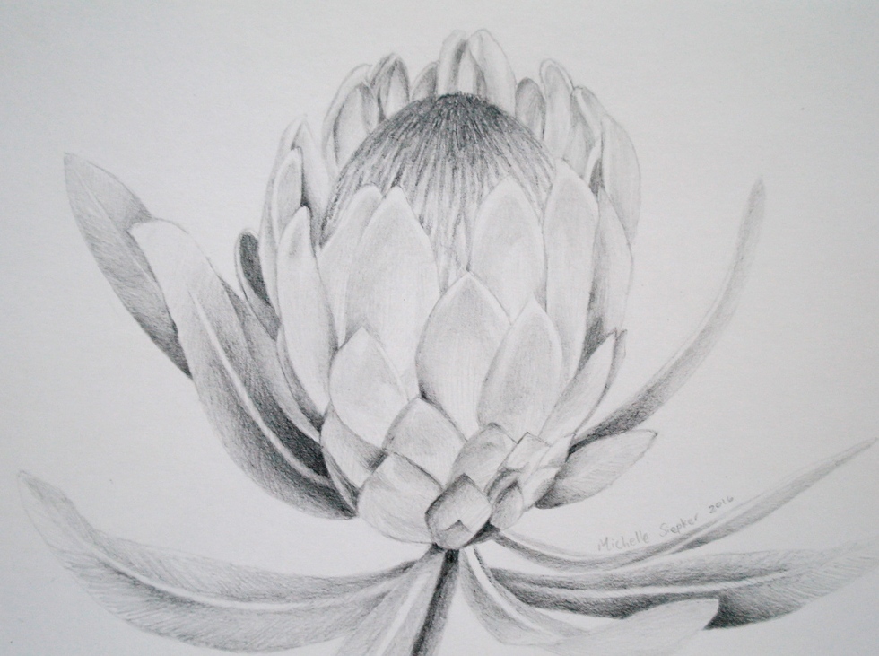 Flora drawing of a South African King Protea